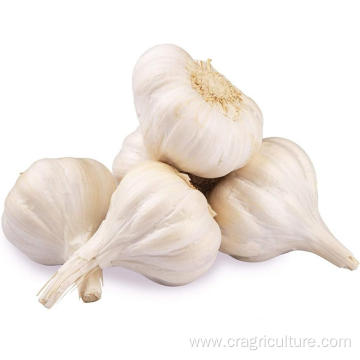 Supply Chinese White Fresh Garlic Price